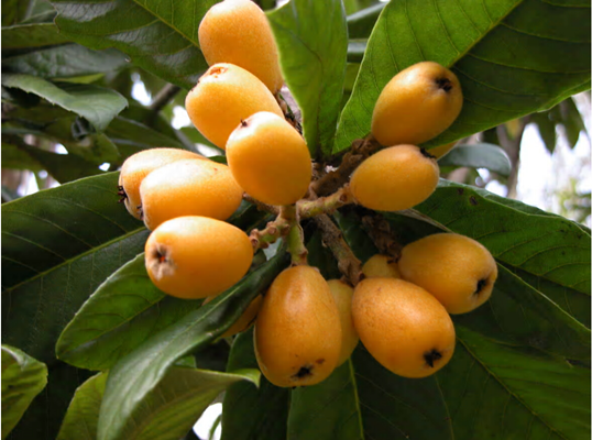 Loquats flower in the fall and fruit matures in the springjpg